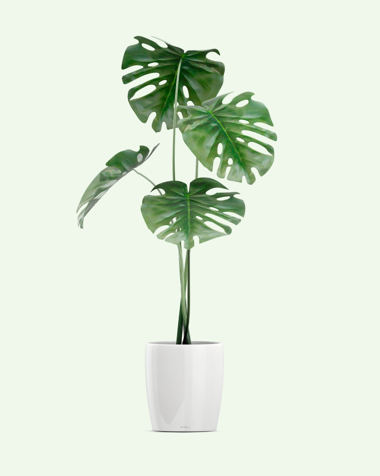Monstera