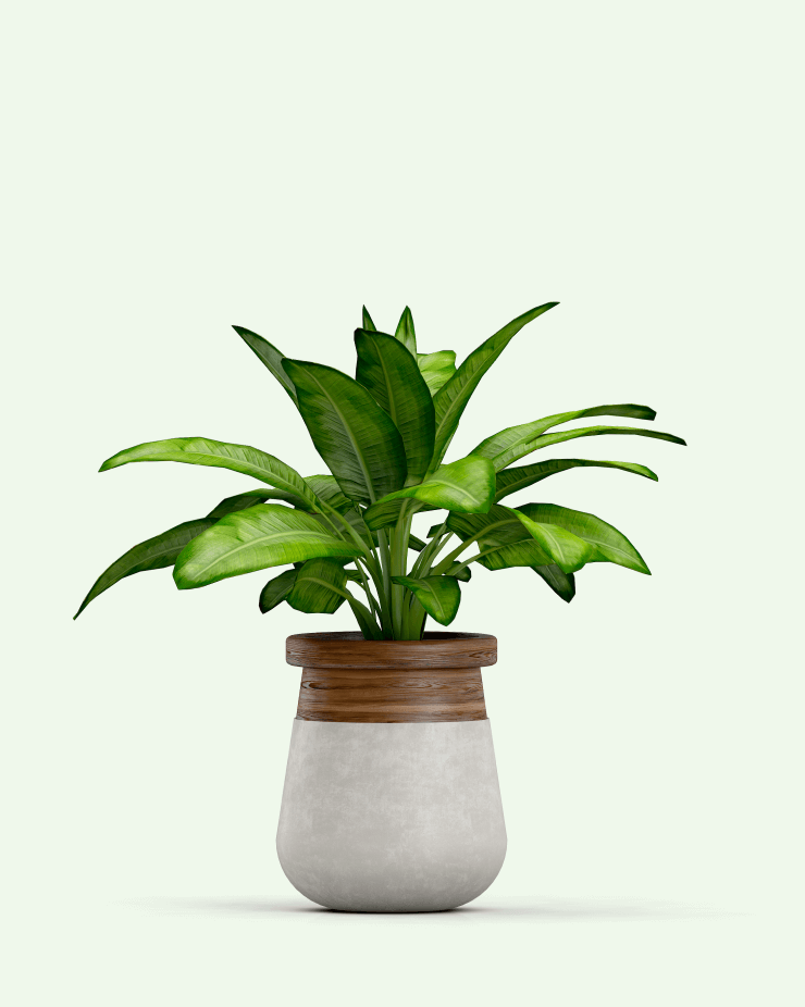 Chinese evergreens