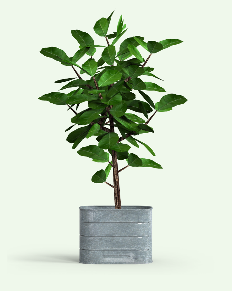 Bay laurel
