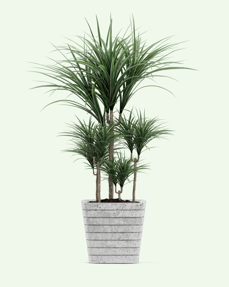 Dracaena