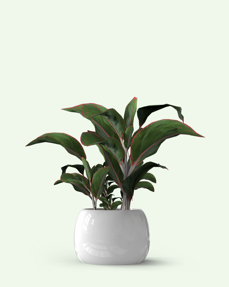 Cordyline fruticosa (aka Ti plant)